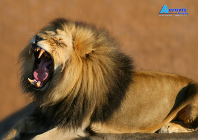 Lion yawning in late afternoon African sun