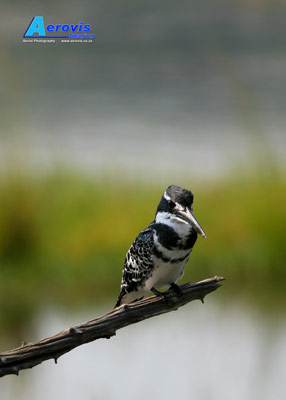 Pied Kingfisher, Pilanesberg