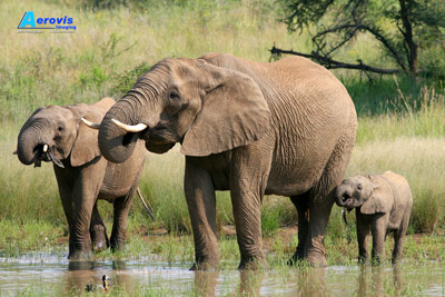 Elephants at waterhole, Pilanesberg