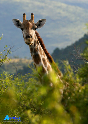 Giraffe, Pilanesberg